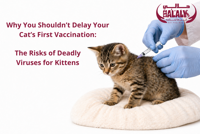 Why You Shouldn’t Delay Your Cat’s First Vaccination: The Risks of Deadly Viruses for Kittens
